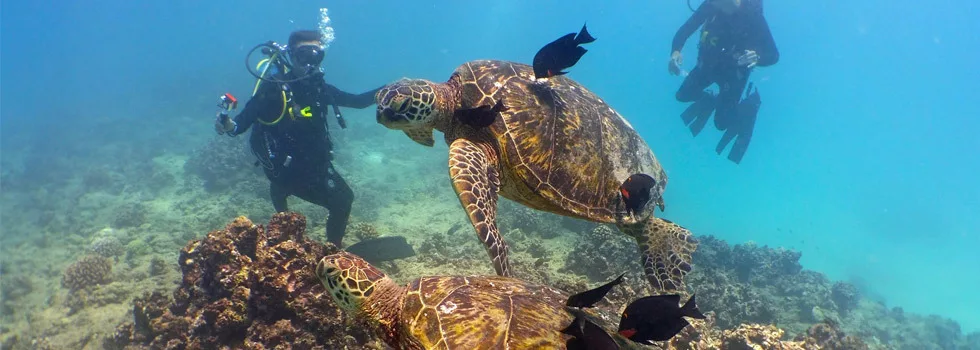 Scuba Diving Oahu Hawaii Tour