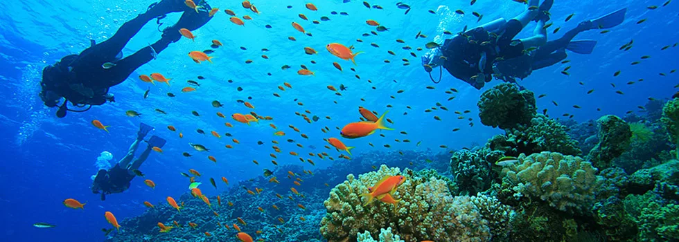 Best Boat Scuba Dive Oahu