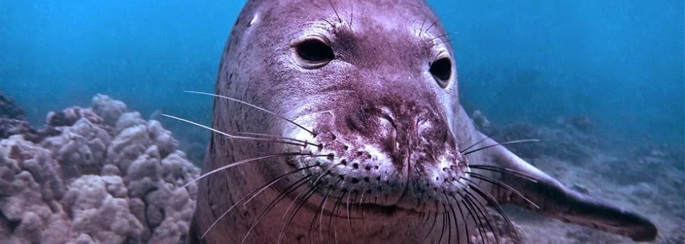 Hawaiian monk seal