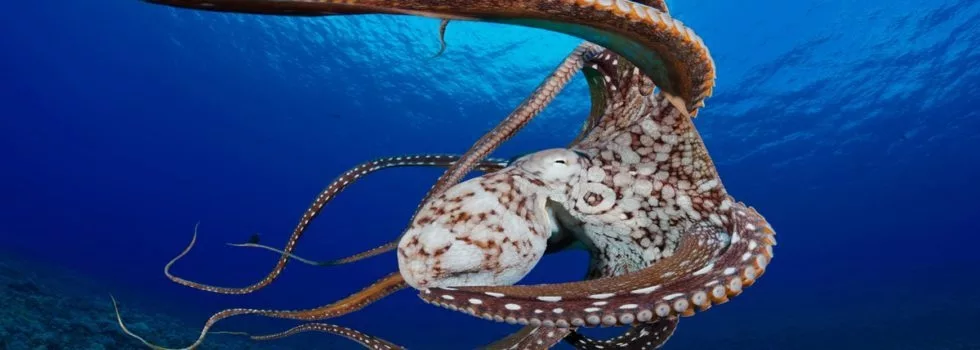 Oahu scuba octopus