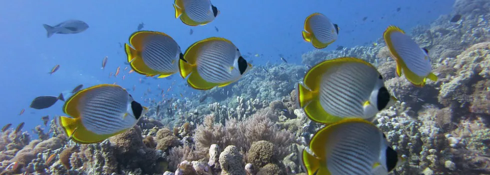 Scuba dive oahu hawaii