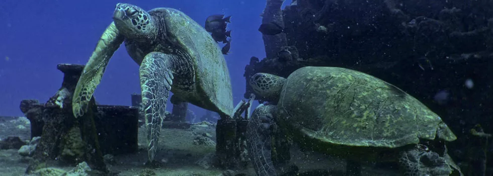 Turtle scuba dive wreck