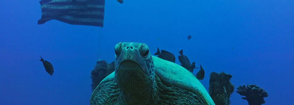 Wreck dives on oahu