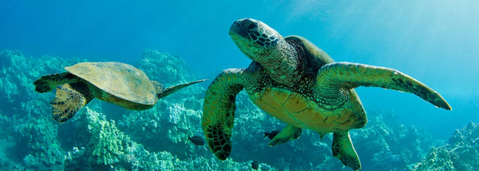 Oahu scuba tour turtles