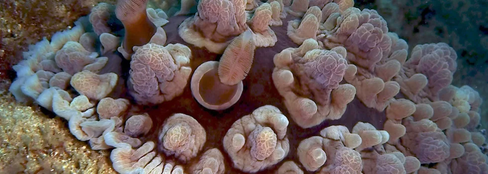 Best night time scuba dive hawaii