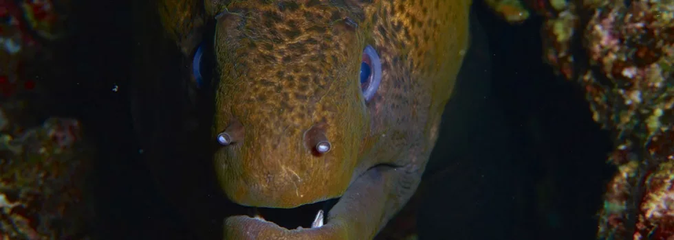 Moray eel night dive hawaii