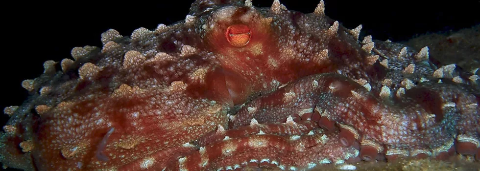 Night octopus hawaii scuba