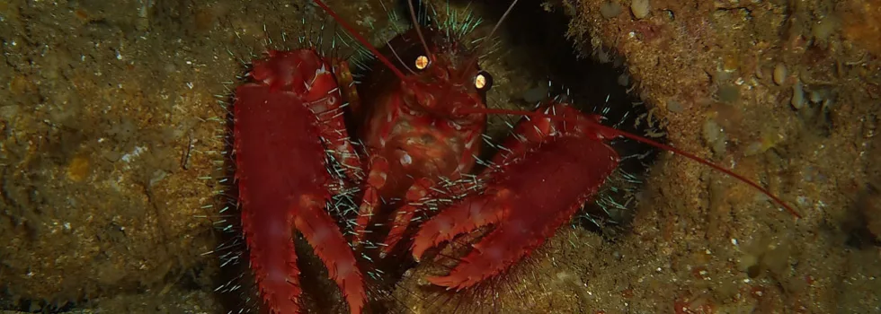 Night scuba diving in honolulu
