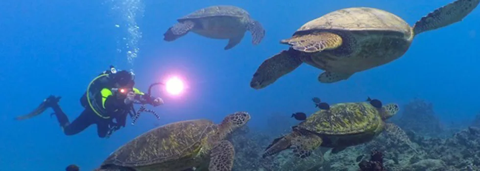 Night scuba diving photography hawaii