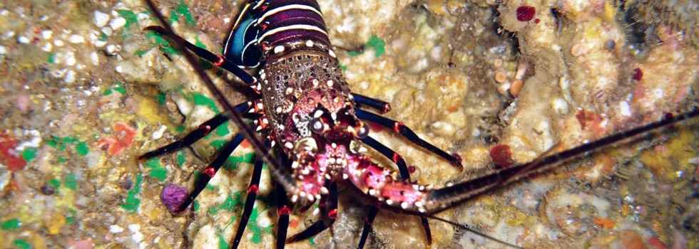 Night sea life waikiki hawaii