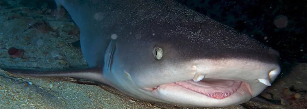 Night shark scuba diving waikiki