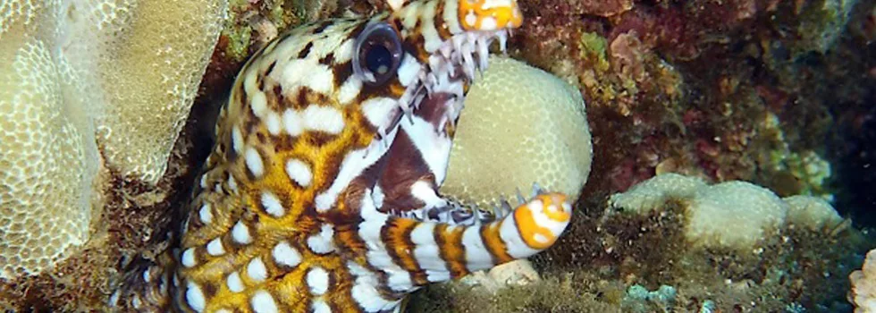 Scuba diving at night hawaii