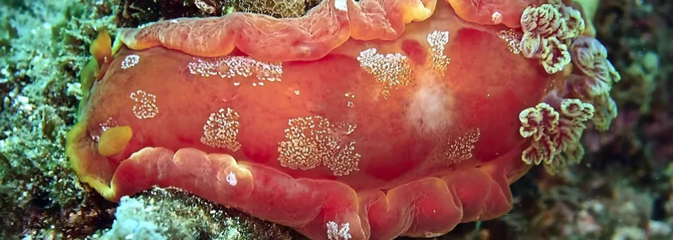 Scuba diving at night waikiki