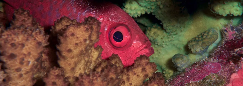 Where to night dive honolulu