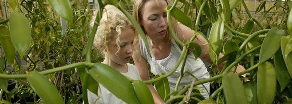 Big island farm to table