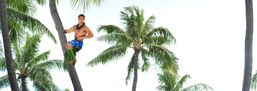 Coconut Tree Climbing