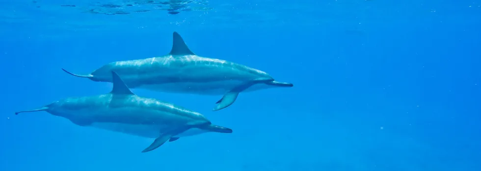Baby dolphin boat maui