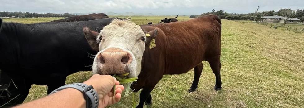 Cattle on mana road big island