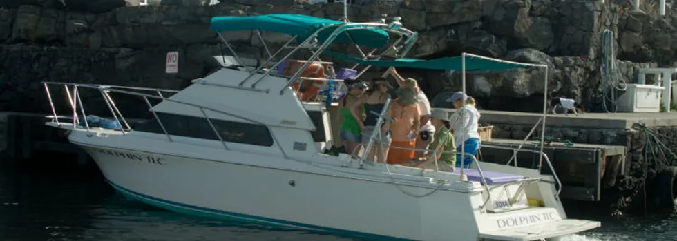 Dolphin charter swim kona