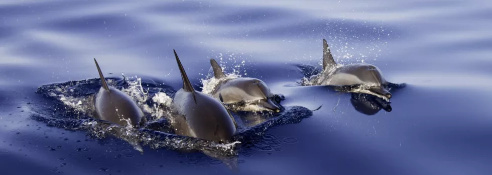 Waikoloa Dolphin Swim