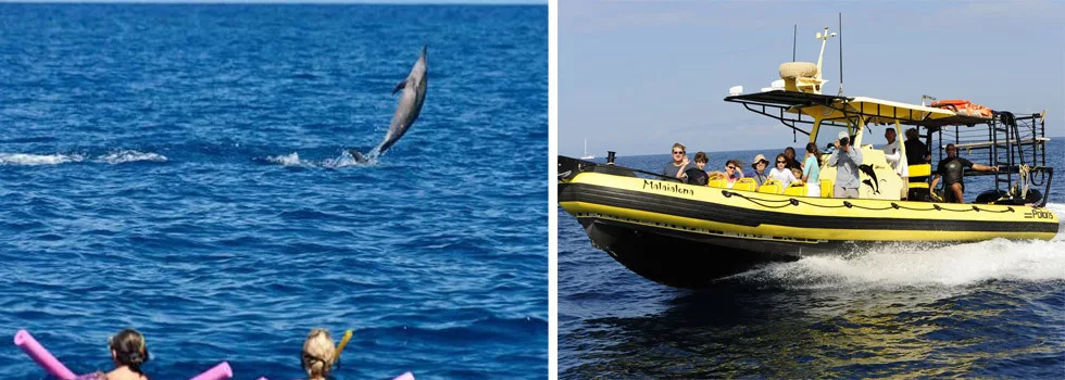 Swim With Dolphins Waikoloa Hawaii
