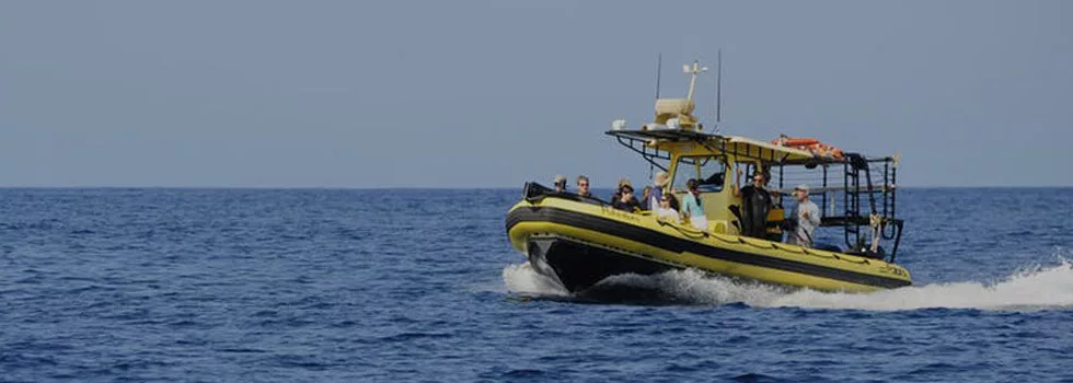 Best dolphin swimming waikoloa