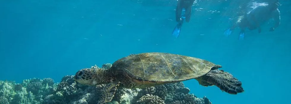 Snorkel tour waikoloa