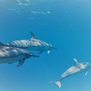 Waikoloa Dolphin Viewing & Turtle Snorkeling