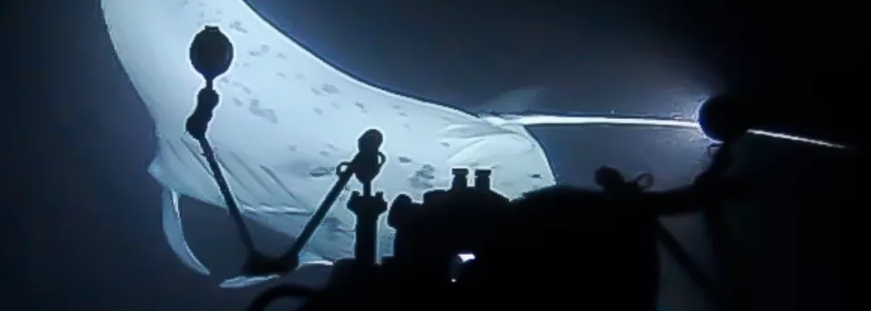 Manta ray hawaii kohala coast