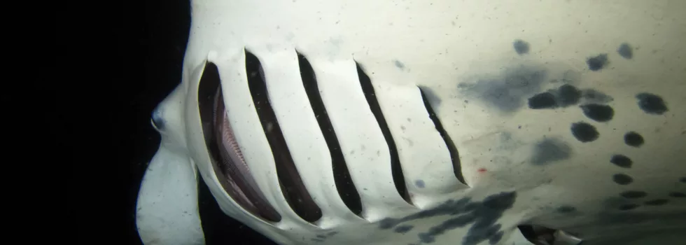 Manta ray hawaii near waikoloa