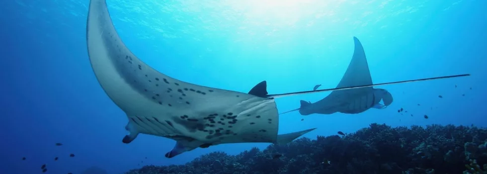 Manta ray night snorkel waikoloa