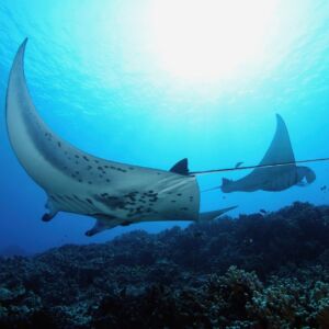 Waikoloa Manta Ray Night Snorkel