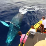 Whale watching waikoloa thumb 2023 02 16 220503 ervo