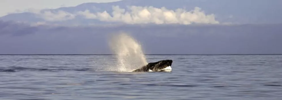 Best Tours In Waikoloa