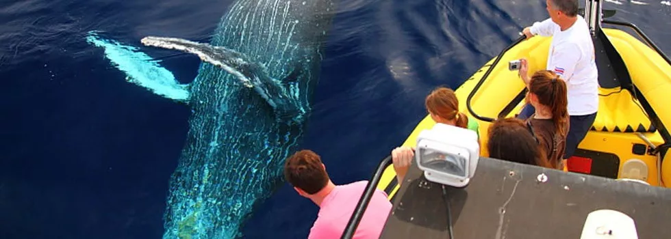 Best Whale Watching Waikoloa