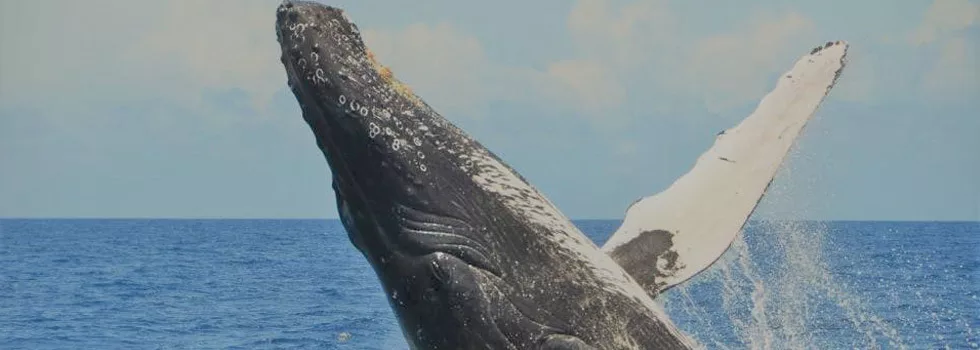 Whale Breach Waikoloa