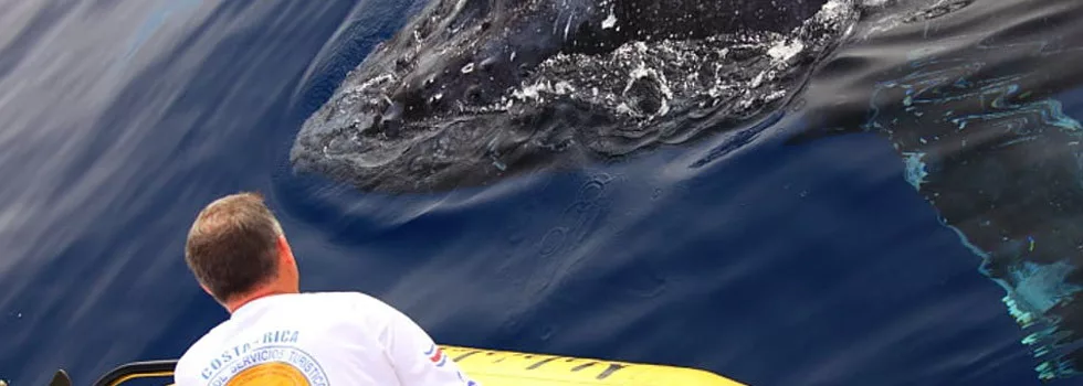 Whale Watching Boat Waikoloa