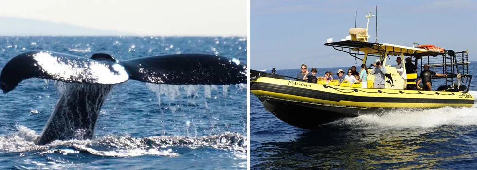 Whale Watching Waikoloa