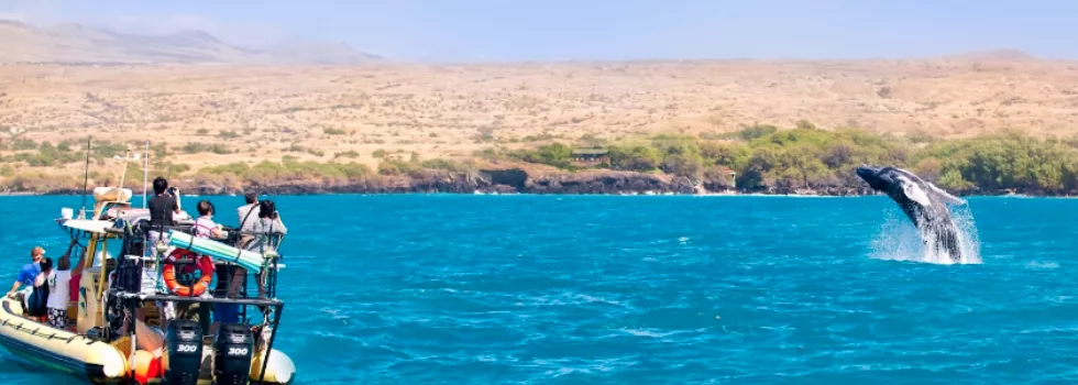 Whale watching kohala coast