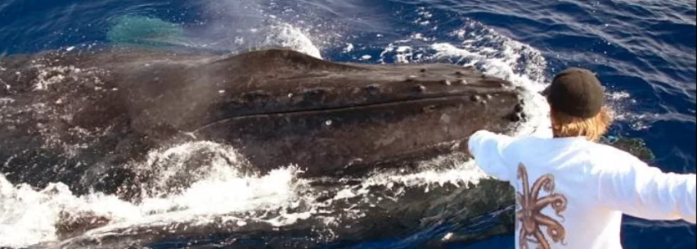 Hilton waikoloa village whale watching