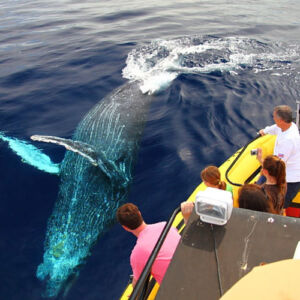 Waikoloa Whale Watching Cruise