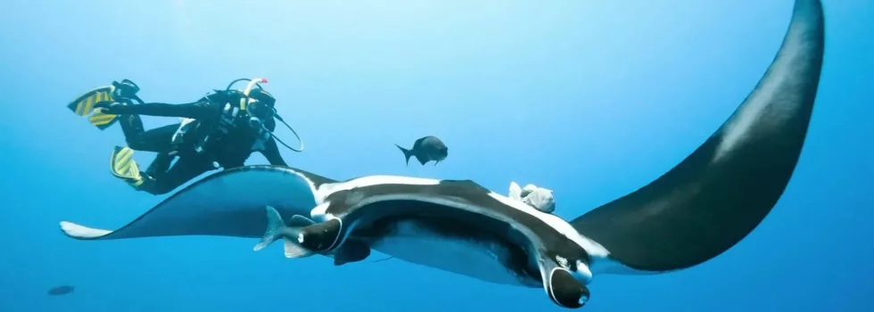 Scuba manta ray kona