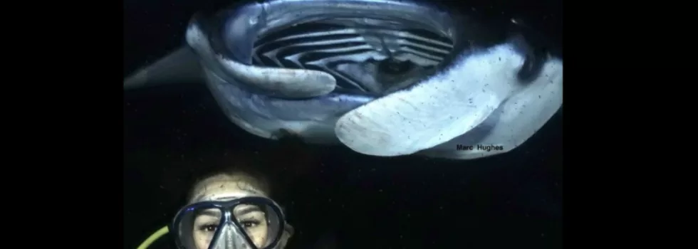 Manta night scuba