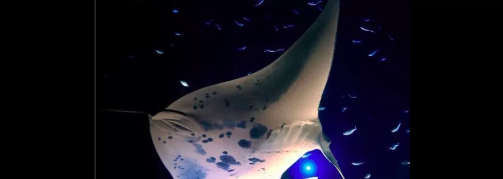 Snorkeling with manta kona