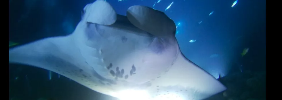 Manta ray night snorkel