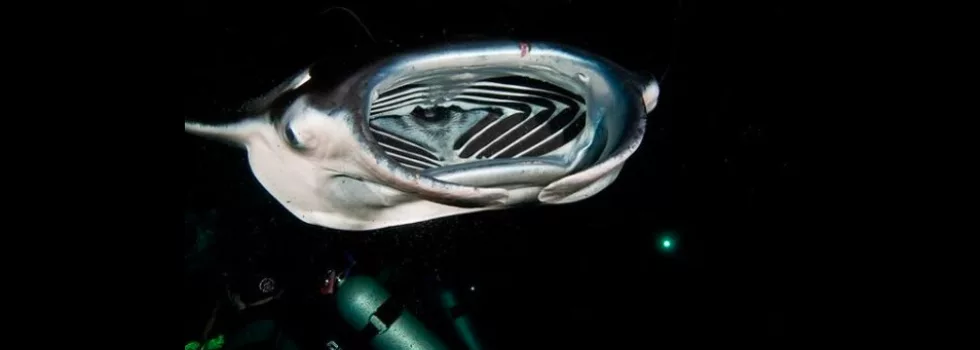 Manta ray scuba kona