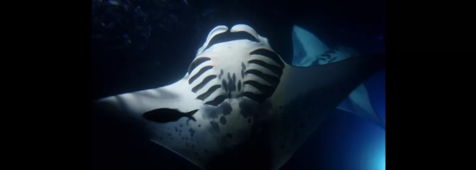 Manta night snorkel scuba