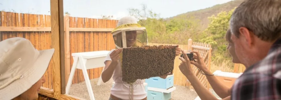 Bee keeping big island tour