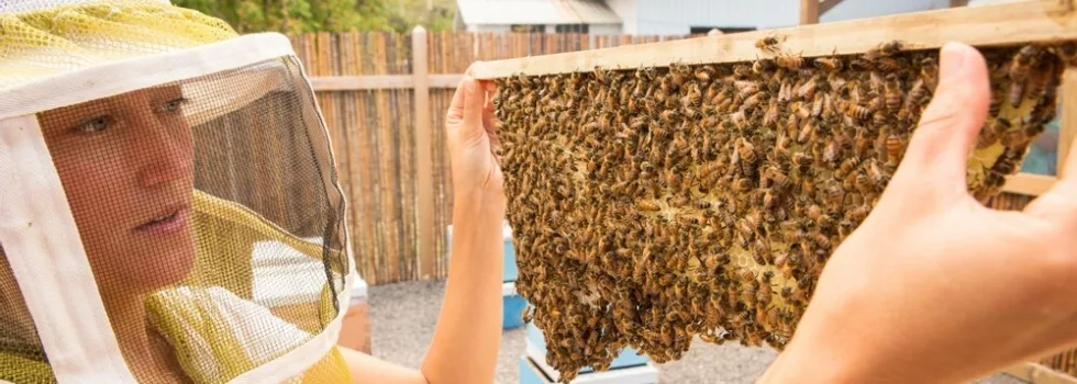 Big island bee farm tour