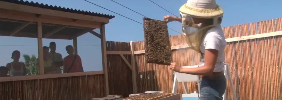 Visit bee farm hawaii